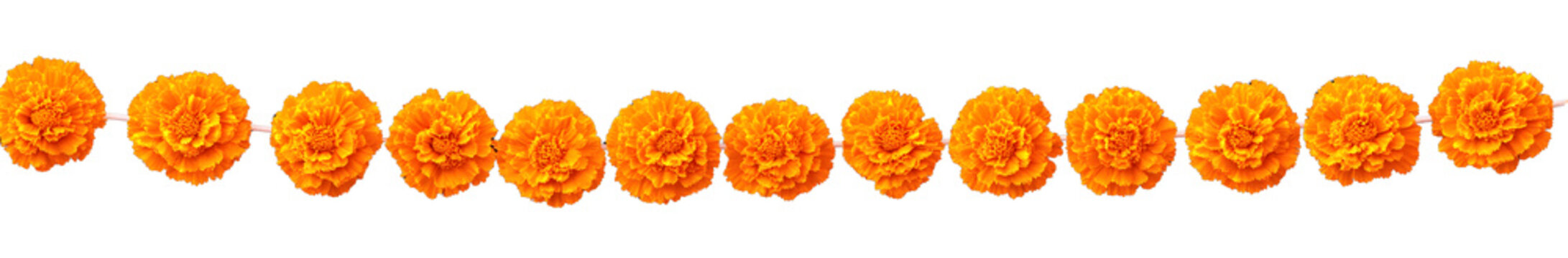 Yellow orange marigold flowers border. Indian traditional floral festive garland toran. Zendu flowers isolated on background Party decor for Halloween, Dia de los Muertos holiday. Vector illustration