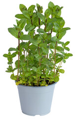 Menthe en pot