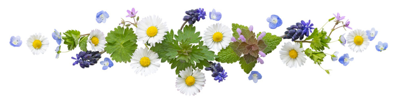 Frise de fleurs printani&egrave;res sauvages	