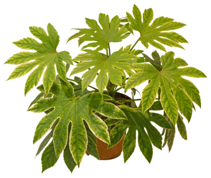 Fastia japonica Spider's Web