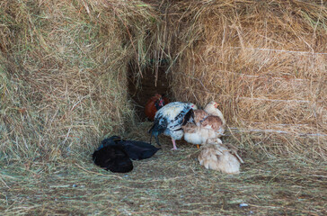 chickens on the farm