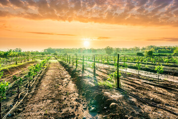 Naklejka premium season green landscape of green garden field and meadow in a hill countryside with young trees and beautiful sunset sky above sea water on background