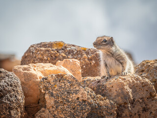Ecureuil de Barbarie sur l'île de Fuerteventura aux Canaries, Espagne.