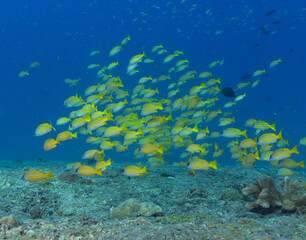 Underwater image taken while. scuba diving off Havelock Island (Andaman and Nicobar Islands, India)