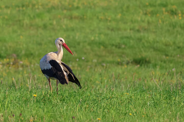 White Stork on Green Meadow