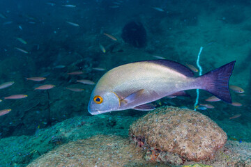Naklejka premium Underwater image taken while. scuba diving off Havelock Island (Andaman and Nicobar Islands, India)