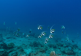 Underwater image of school of Bannerfish - taken while. scuba diving off Havelock Island (Andaman and Nicobar Islands, India)
