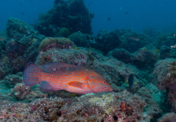 Underwater image of a Coral Grouper - taken while. scuba diving off Havelock Island (Andaman and Nicobar Islands, India)