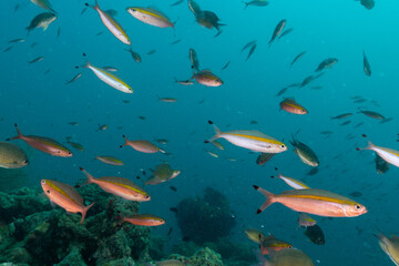 Obraz premium Underwater image of Fusiliers - taken while. scuba diving off Havelock Island (Andaman and Nicobar Islands, India)