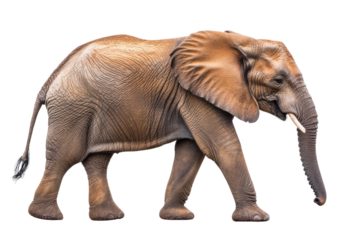 Large African Elephant isolated on white background PNG