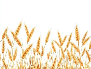 elegant composition of golden wheat ears isolated on pure white background, modern agricultural harvest concept for organic food packaging design