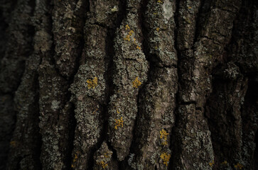 close-up of tree texture