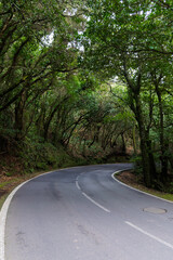 Road winding through thick misty forest of Anaga Rural Park on Tenerife island, Spain