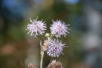 Close-up of delicate purple wildflowers against a blurred natural background in soft focus.