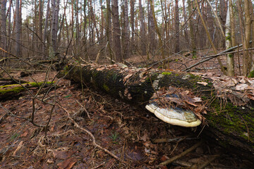 Dead wood in the forest