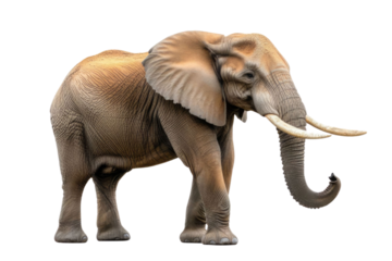 Large African Elephant isolated on white background PNG