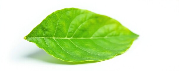 Obraz premium A single kaffir lime leaf isolated on a white background, nature, foliage