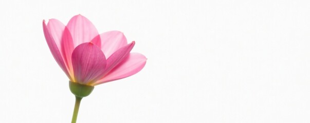 Fototapeta premium Delicate petals unfolding from a slender stem, serene, white background