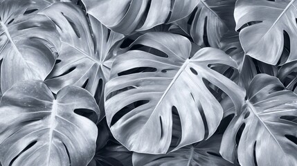 Stunning Monochrome Monstera Leaves Background
