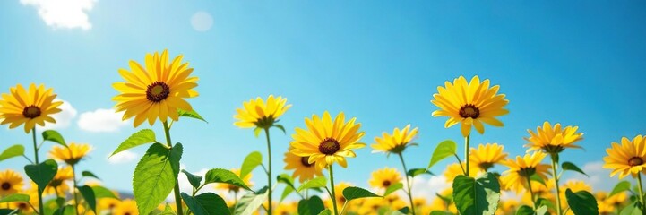 Large yellow flowers of Tupinambo Helianthus tuberosus against a blue sky, nature, sky
