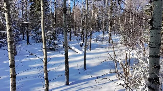 A quadcopter flies through a forest in winter and hits a tree branch.