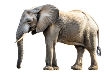 Fototapeta premium Large African Elephant isolated on white background PNG
