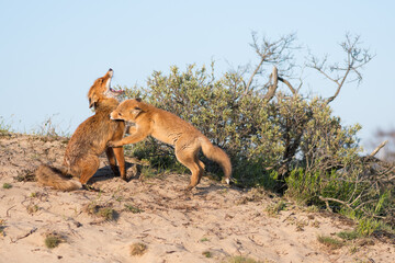 Mother red fox with her young child. With the blue sky in the background, photographed in the dunes of the Netherlands in a natural habitat.