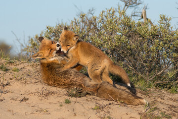 Mother red fox with her young child. With the blue sky in the background, photographed in the dunes of the Netherlands in a natural habitat.
