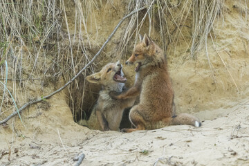 Two young foxes play together in the sand in front of a den, photographed in the dunes of the Netherlands in a natural habitat.