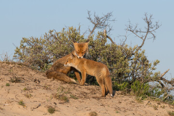 Mother red fox with her young child. With the blue sky in the background, photographed in the dunes of the Netherlands in a natural habitat.