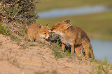 Mother red fox with her young child, photographed in the dunes of the Netherlands in a natural habitat.