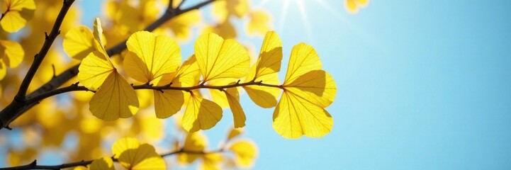 Obraz premium Ginkgo biloba branches in soft light with yellow leaves and a clear blue background, plant, natural light