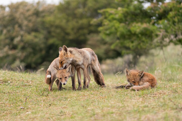 Mother red fox playing with her young children. They are having a great time. With the trees of the forest in the background, photographed in the dunes of the Netherlands in a natural habitat.