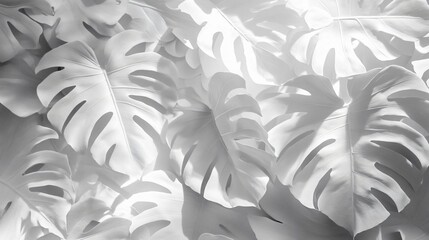 Monochromatic Monstera Deliciosa Leaves Background