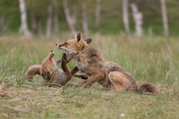 Mother red fox playing with her young children. They are having a great time. With the trees of the forest in the background, photographed in the dunes of the Netherlands in a natural habitat.