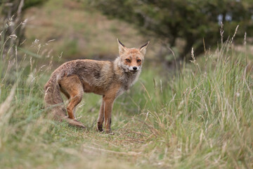 A relaxing red fox. Standing in the dunes, photographed in the dunes of the Netherlands in a natural habitat.
