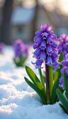 Fototapeta premium Hyacinths forming a carpet under the melting snow, flowers, thaw