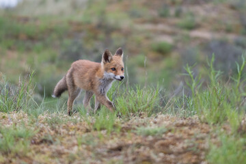 A relaxing young red fox. Standing in the dunes, photographed in the dunes of the Netherlands in a natural habitat.