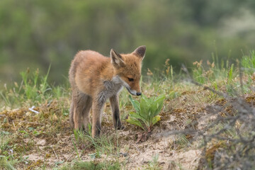 A relaxing young red fox. Standing in the dunes, photographed in the dunes of the Netherlands in a natural habitat.