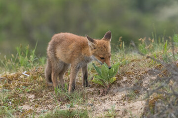 A relaxing young red fox. Standing in the dunes, photographed in the dunes of the Netherlands in a natural habitat.
