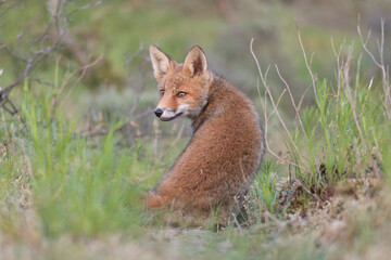A beautiful young red fox standing between the yellow flowers, photographed in the dunes of the Netherlands.
