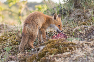 A red fox (vulpes vulpes) cub eating prey (young fallow deer) brought by its mother, photographed in the dunes of the Netherlands.