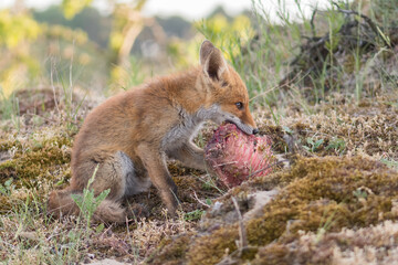 A red fox (vulpes vulpes) cub eating prey (young fallow deer) brought by its mother, photographed in the dunes of the Netherlands.