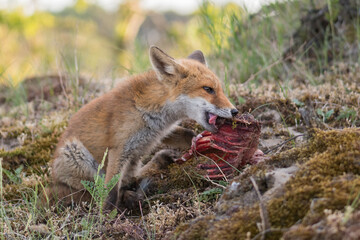 A red fox (vulpes vulpes) cub eating prey (young fallow deer) brought by its mother, photographed in the dunes of the Netherlands.