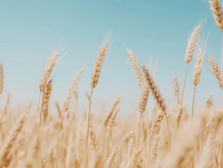 Fototapeta premium golden wheat field stretching to horizon under vibrant blue summer sky, romantic agricultural landscape with gentle breeze moving through rippling grain