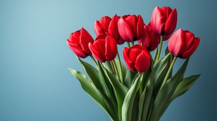 Fototapeta premium Red tulips arranged beautifully in a vase against a soft blue background highlighting their vibrant colors and delicate petals