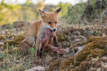 A red fox (vulpes vulpes) cub eating prey (young fallow deer) brought by its mother, photographed in the dunes of the Netherlands.