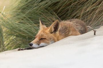 A lazy relaxing red fox. Laying in the dunes, photographed in the dunes of the Netherlands in a natural habitat.