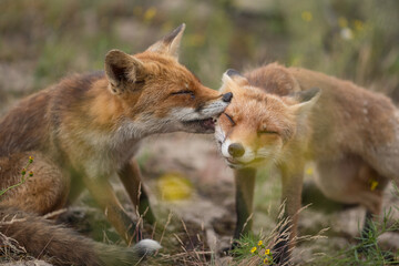 During a greeting of two red foxes in love gave each other a big hug. Photographed in the dunes of the Netherlands.