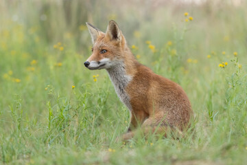 A beautiful young red fox standing between the yellow flowers, photographed in the dunes of the Netherlands.